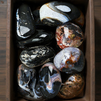 Sardonix Rolada — Disciplina, Coragem, Força